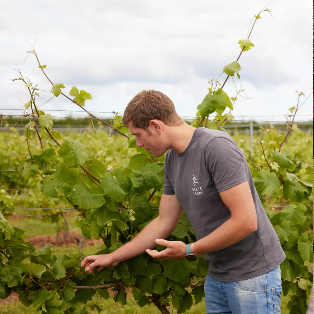 Pebblebed Vineyard Tour & Tasting - Gift Vouchers - Image 3